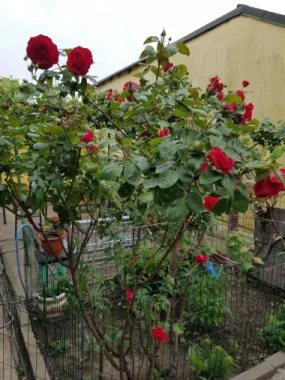 Casa cu teren zona Mărțișor langa parc Lumea Copiilor Brâncoveanu
