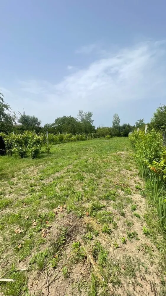 Vând teren intravilan, Str Dealului 64 - 936 mp,front stradal 13.4 m - Vând teren intravilan (împrejmuit) în suprafață de 936 mp,front stradal 13,40 m. Terenul este situat in Satu Mare str Dealului nr 64 .

 Pretabil construcții case,hale industriale s-au utilizabil ptr agricultura (pământ fertil).Utilități;apă puț forat, curent la stradă. Gaz , canalizare în apropiere (100 m).Preț 36000 Euro. Inf telefon 07******47