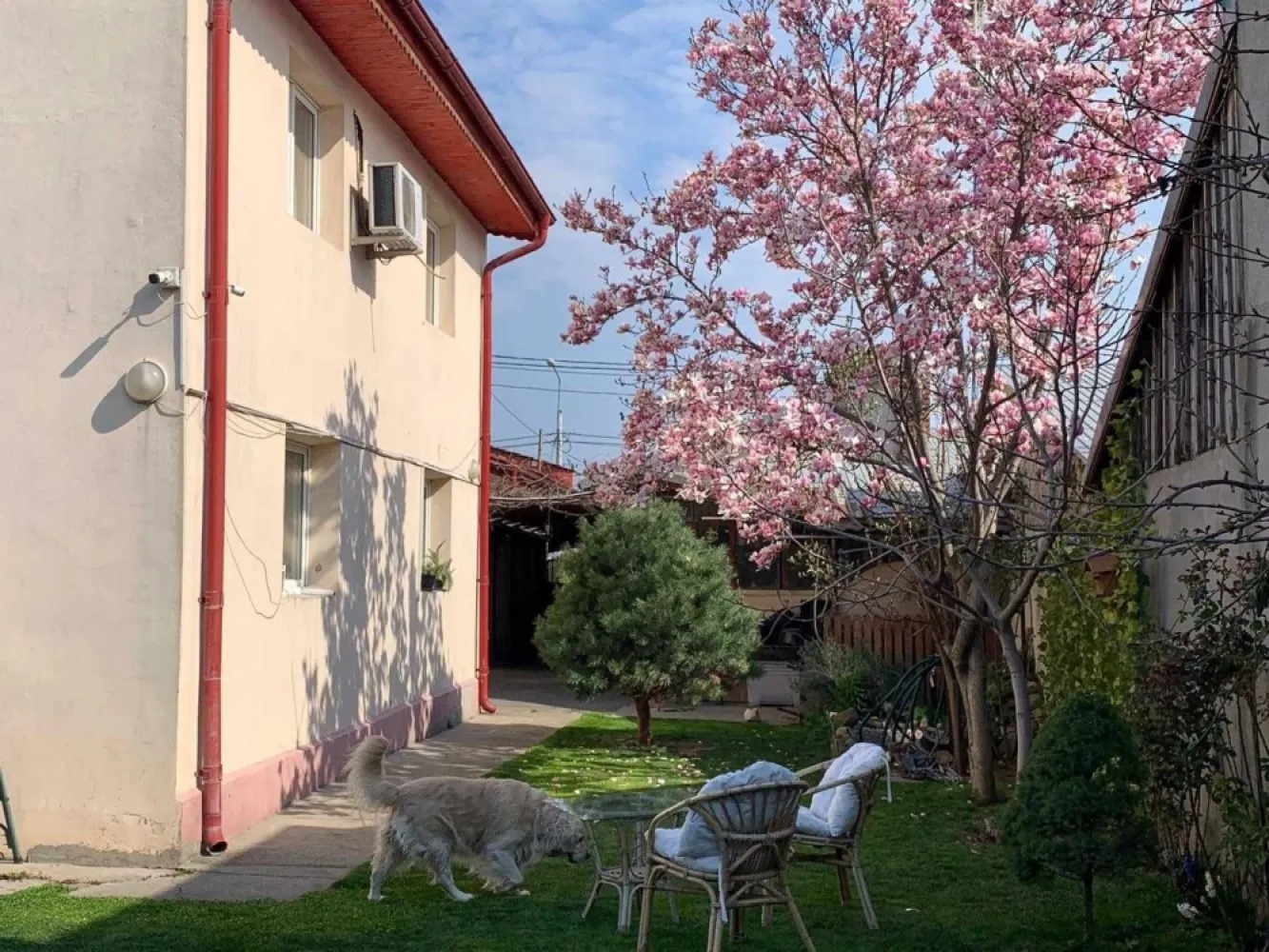 Vand casa curte + teren + SPATIU COMERCIAL - Direct proprietar, vând casa la curte + spațiu comercial, situate pe Șos Chitilei, front stradal spațiu 12.5 ml.
Spațiul comercial 73 m2, face parte din casa cu ieșire directa la strada, închiriat în prezent cu 700 euro/luna.
Casă S+P+M + curte 450.
S: 35m2
P+M: 180 mp
CURTE LIBERA : 248 mp
MAGAZIE INCHISA: 16 mp
Proprietatea dispune de toate utilitățile: canalizare,apa curenta, gaze,centrala termica,puț apa.
Se vinde complet mobilat și utilat, electrocasnice, mobila lemn masiv.
Renovata în anul 2021.