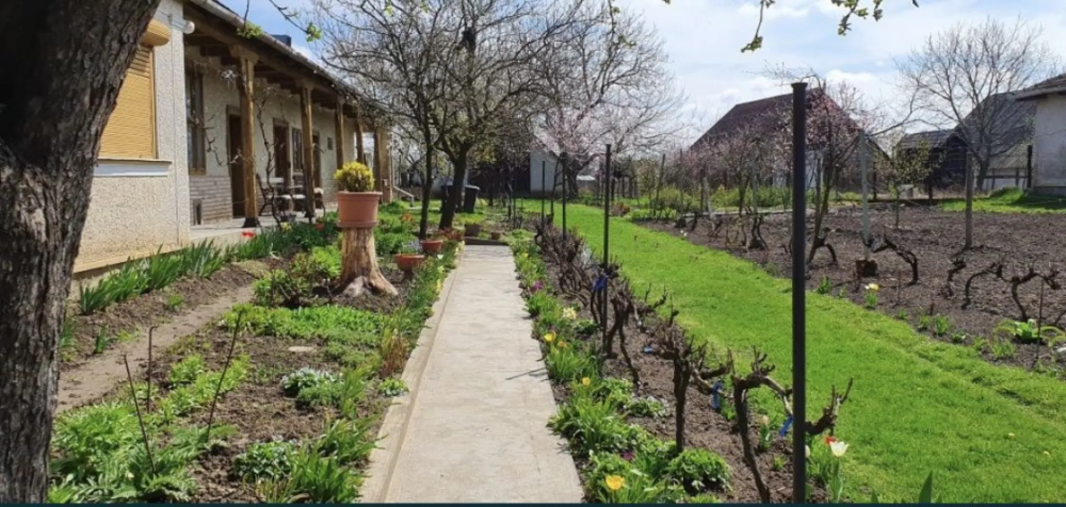 Vand casa in Com.Petresti, ultracentral, 42 ari teren - Vând casă în Com.Petrești, ultracentral, 42 ari teren
De vânzare casă familială, tipic șvăbească, situată ultracentral, pe drumul principal DN19 în Com.Petrești.
Casa este compusă din: 6 camere, bucătărie, hol, cămară de alimente, pivniță sănătoasă/uscată, 2 grajduri, șură mare, anexe gospodărești.
Utilități: apă, curent, 2 sobe de teracotă, canalizare pe stradă, autorizație pentru racordarea la rețeaua de gaz.
Suprafețe: casă 250 mp
grădină/curte: 18 ari (bine îngrijită, cu pomi fructiferi pe rod și viță de vie, are și o fântână în curte); front dublu cu posibilitatea unei construcții noi pe terenul alăturat
teren arabil: 24 ari (bine delimitat de grădină/curte printr-un gard)
Casa este cu actele la zi.
Preț: 52.000 € ușor negociabil
Rog și ofer seriozitate.
Nr.telefon: 07******56 zero-şapte-patru-zero-opt-patru-şase-opt-cinci-şase