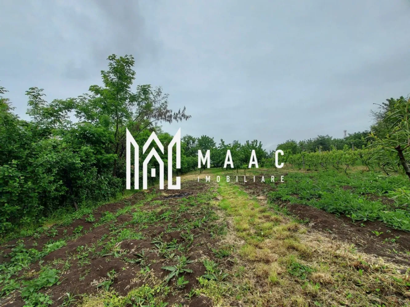 Casa | 1331 mp Teren | Miercurea Sibiului | - MAAC Imobiliare vă propune spre vânzare un teren generos de 1331mp cu construcție existentă, situat în Miercurea Sibiului, într-o zonă liniștită, ideală pentru dezvoltare rezidențială sau casă de vacanță .

Detalii proprietate:

Suprafață teren: 1331 mp

Racordat la toate utilitățile: apă, canalizare, curent electric (instalație electrică schimbată)

Suprafață utilă construcție existentă: 22 mp

Magazie: 11 mp

Avantaje:

Libertate de dezvoltare pentru proiecte rezidențiale sau recreative

Zonă liniștită, cu priveliște deschisă către câmp

Infrastructură completă pentru racordare la utilități

O oportunitate excelentă de investiție sau pentru amenajarea unei locuințe de vacanță într-un cadru natural, la doar câțiva pași de Sibiu.

Pentru mai multe detalii și programarea unei vizionări, vă invităm să ne contactați, menționând ID: CP2544817