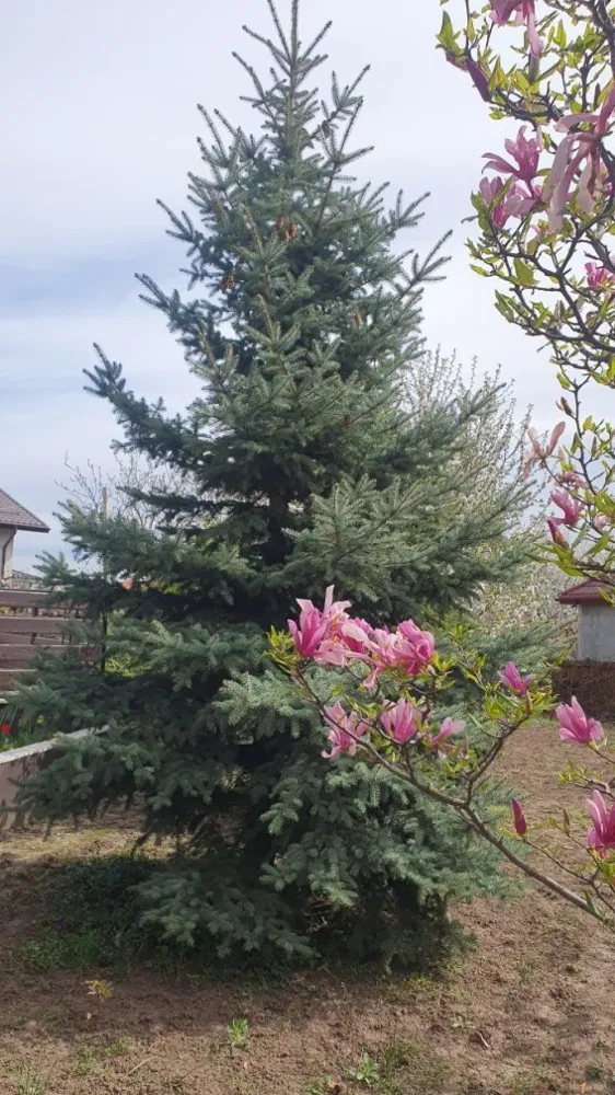 Vila 412 mp Galata, 1201 mp curte, direct proprietar - Vilă de vânzare în zona Galata în zona rezidențială, aproape de pădure. Terenul are o suprafață de 1201 mp și este amplasat la intersecție, având acces auto din două străzi, fiind dotat cu toate utilitățile. Vila D+P+E+M are 7 camere, 4 băi, 3 holuri și 2 bucătării, 1 balcon, 2 terase, 1 garaj. Anul punerii în funcțiune este 2019. 

Repartizarea camerelor:

DEMISOL: 2 camere, baie, hol, spațiu depozitare, beci, bucatarie nemobilata, acces direct din curte și acces din holul casei

PARTER: hol, living pe 2 nivele cu șemineu, bucătărie mobilata, loc de luat masa, dormitor, baie, terasă

ETAJ: dressing, baie, 2 dormitoare, hol gol peste living,1 balcon, o terasa si acces interior/exterior spre mansardă

MANSARDĂ: hol, 1 dormitor, baie, spațiu de depozitare

Casa are amprenta la sol de 125 mp și o suprafață totală desfășurată de 412 mp si 293 mp utili.

Construcția este solidă, cu structură din beton și zidărie de cărămidă, având pereții exteriori termoizolați cu polistiren de 10 cm, șarpantă din lemn izolata, învelitoare din țiglă, finisaje superioare: încălzire în pardoseală și gresie care imită parchetul la parter și nivelele superioare, parchet la demisol, tâmplărie PVC cu geam termopan la exterior și lemn masiv la interior, faianță și gresie în băi, 2 centrale termice proprii, instalații sanitare și de încălzire dotate cu distribuitoare pe fiecare nivel și cu termostate în fiecare cameră.

Pe teren sunt amplasați pomi fructiferi, brazi, o grădină cu flori și sunt amenajate 2 accese auto și 3 accese pietonale și pavaje din beton.

Împrejmuirea este realizată din stâlpi de beton cu panouri de fier, având două porți metalice de acces spre străzile la care are front stradal.