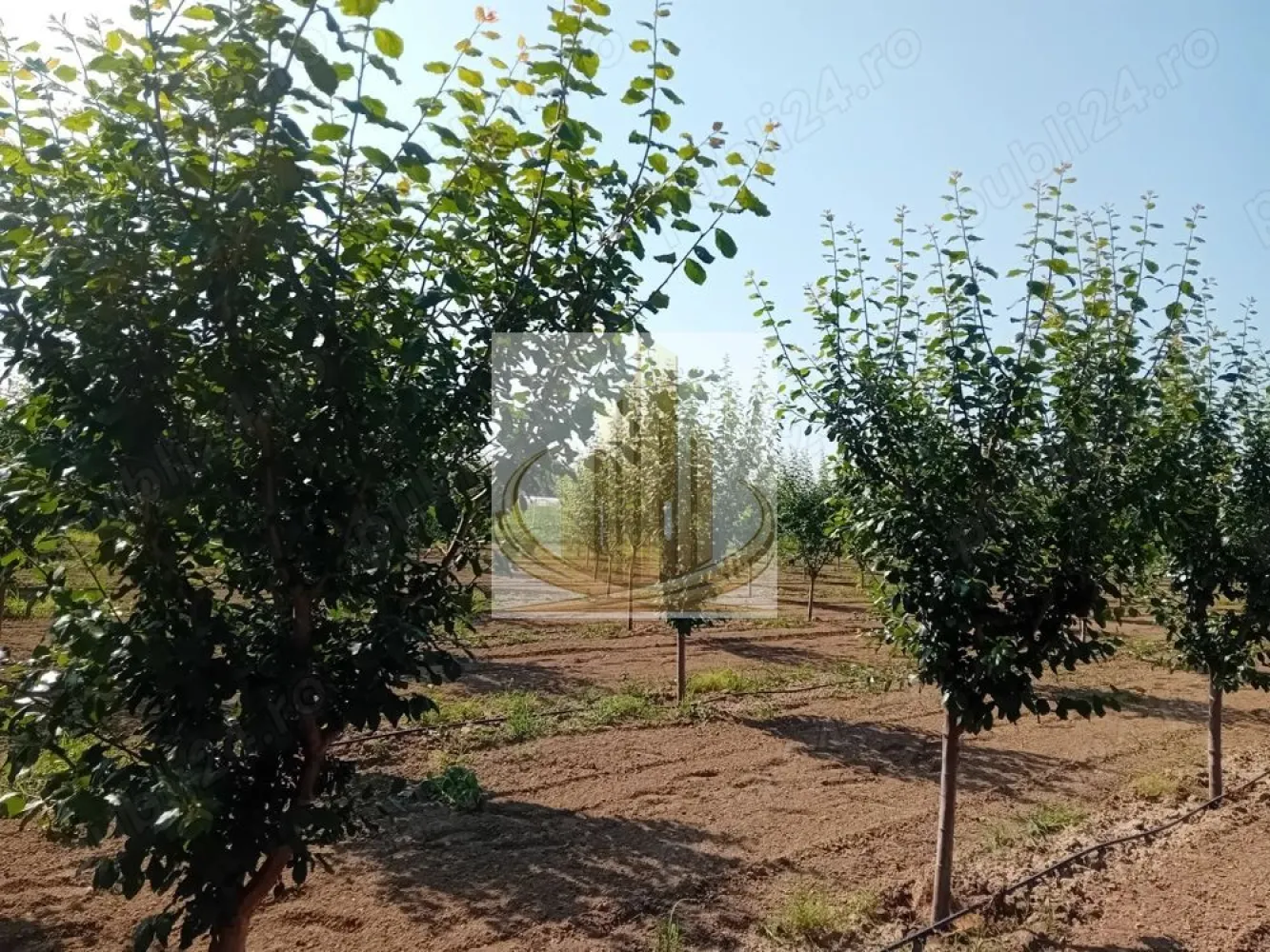 Vand/Schimb Livada Belint 16000mp - Proprietatea este formată din 4 parcele de teren intravilan, cu suprafață totală de 16.000 mp și front stradal de 85 m. Terenul beneficiază de toate utilitățile: gaz, curent electric, apă, canalizare, drum asfaltat, precum și vecinătăți construite.

Livadă diversificată, aflată pe rod, cu:

meri
peri
piersici
nectarine
pruni
cireși
cireși amari
vișini
caiși
smochini
nuci
viță de vie
kaki

Proprietatea dispune de sistem de irigare și un mic depozit pentru unelte și materiale.

În preț este inclus și un mic tractor Mitsubishi, echipat cu:

cositoare
tocător de crengi

Preț: 25 euro/mp, ușor negociabil.

Sau schimb cu proprietate in Timisoara

Pentru mai multe detalii și vizionare, vă rugăm să ne contactați.