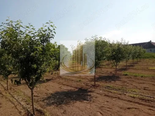 Vand/Schimb Livada Belint 16000mp