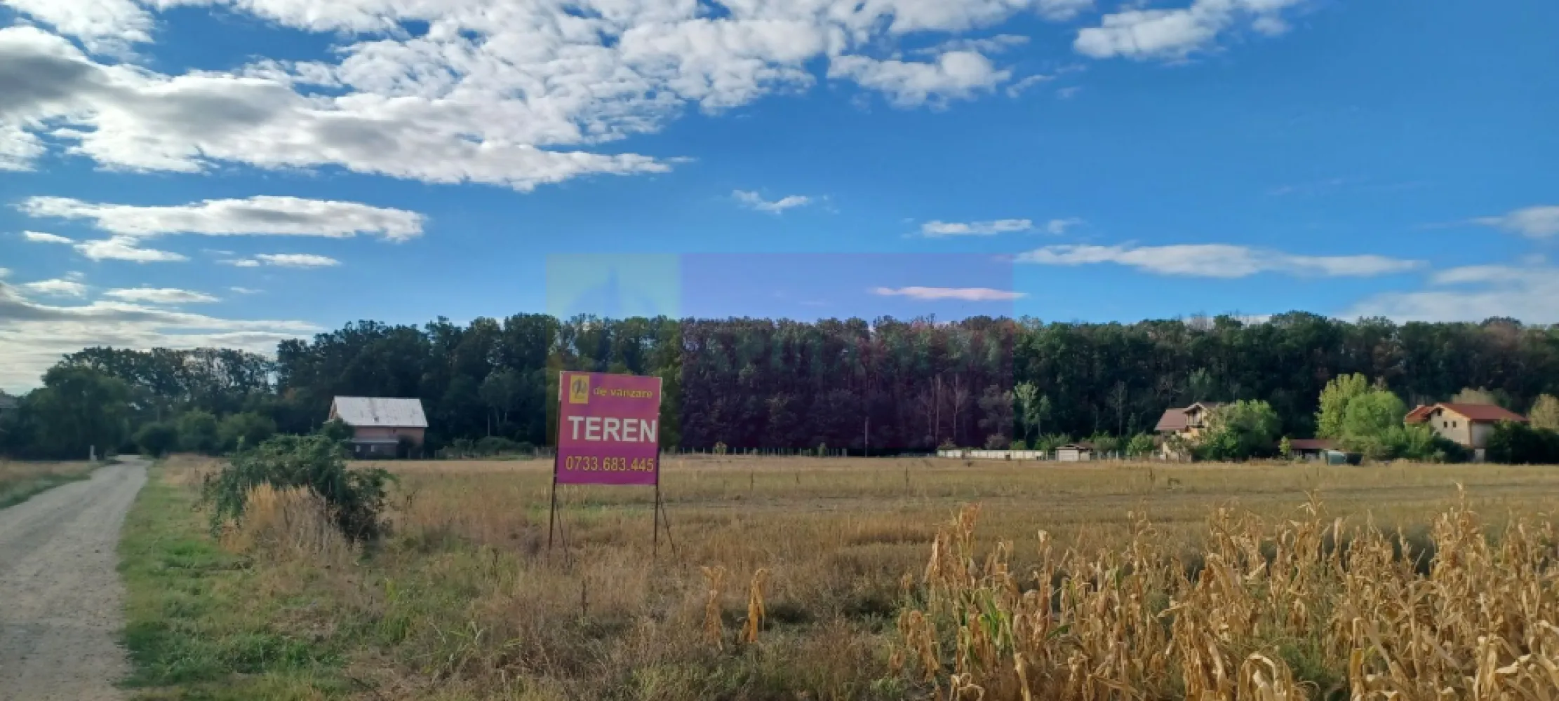Gulia teren 11.157 mp, lângă Pădurea Cereanca - Terenul se află în vecinătatea Pădurii Cereanca, în localitatea Gulia, în apropiere de DN7, la 13 km de Bucuresti, cu acces prin Chitila, Buftea sau Săbăreni. Terenul se află într-o zonă rezidentială, cu locuințe tip parter sau P+1E, are suprafața de 11.157 mp si este alcătuit din 2 terenuri alăturate cu un front stradal de 37 m, pe str Codrului, la aproximativ 150-180 m de pădure. Prețul este 245.000 EUR, negociabil. Nu se plătește TVA sau comision.