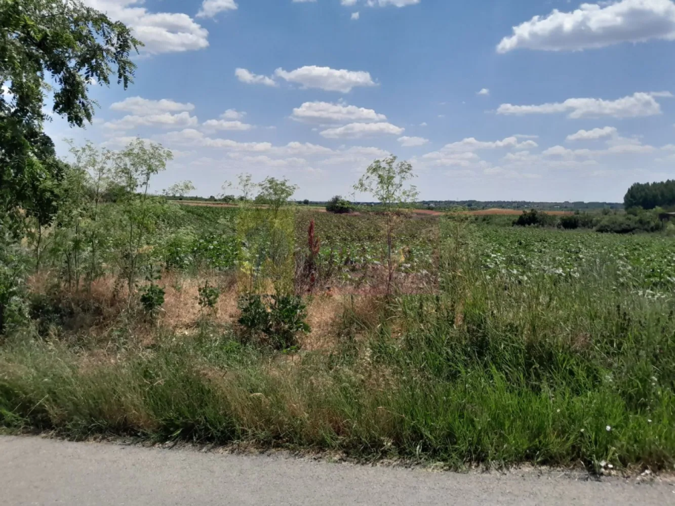 TEISORI /GR - 2 LOTURI LIPITE (TOT. 16500 MP) DE VZ 100K EUR NEG - Compania imobiliara Apulum94 are placerea de a va propune spre vanzare doua terenuri alipite situate in sat Teisori, de 8400 mp unul si celalalt de 8200 mp cu deschidere totala 142 ml. 

Terenurile sunt intravilane si sunt pretabile pentru multiple variante in ochii unui antreprenor cu viziune. 

Utilitatile din fata terenului sunt prezente. 

Pentru mai multe detalii despre oferta prezentata sau alte oferte similare, astept cu maxim interes sa ma contactati la numarul de telefon din anunt sau pe Whatsapp 

Cu respect, 

Agent Imobiliar Aurelian Popescu / 0733.683.456 

Apulum94 – Un partener de cursa lunga!