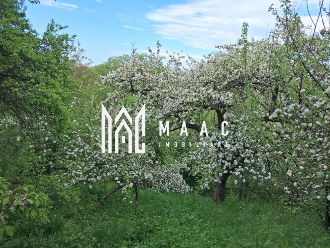 Casa 3 Camere De Renovat I Teren 700 MP I Poiana Sibiului - MAAC Imobiliare vă propune spre vânzare o casă individuală de renovat, situată în frumoasa localitate Poiana Sibiului, ideală pentru cei care își doresc liniște, aer curat și un teren generos. Proprietatea beneficiază de un teren de 700 mp la stradă, oferind multiple posibilități de amenajare și extindere.

 Casa este compartimentată practic și dispune de 3 camere, 1 baie, 1 bucătărie, precum și o bucătărie de vară, perfectă pentru sezonul cald sau pentru activități gospodărești. În plus, proprietatea beneficiază și de pivniță, spațiu ideal pentru depozitare.

 Imobilul este racordat la apă și curent electric, iar încălzirea se realizează în prezent cu sobe de teracotă pe lemne, oferind un farmec autentic specific zonei. Există și posibilitatea de racordare la gaz pentru cei care își doresc un plus de confort.

 Această proprietate reprezintă o oportunitate excelentă atât pentru locuință permanentă, cât și pentru casă de vacanță sau investiție într-o zonă cu peisaje deosebite și tradiții autentice.
 Pentru mai multe detalii sau pentru programarea unei vizionări, vă rugăm să ne contactați și să menționați ID: CP3117262