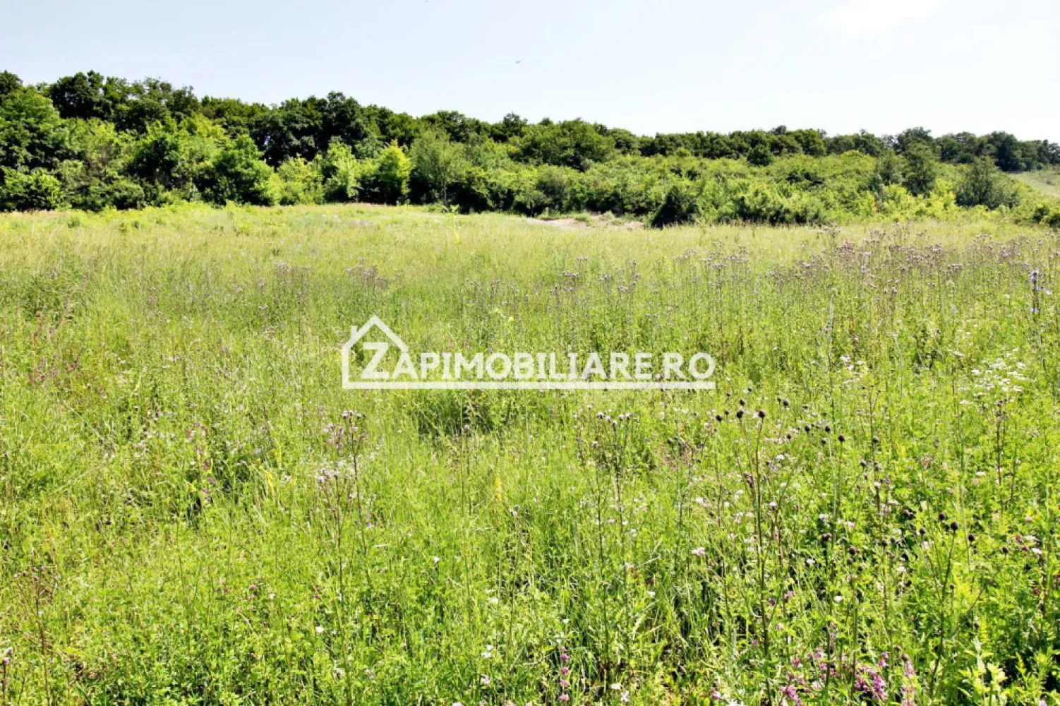 Teren 5.000 mp Corunca in spate la Dacia 40 euro mp