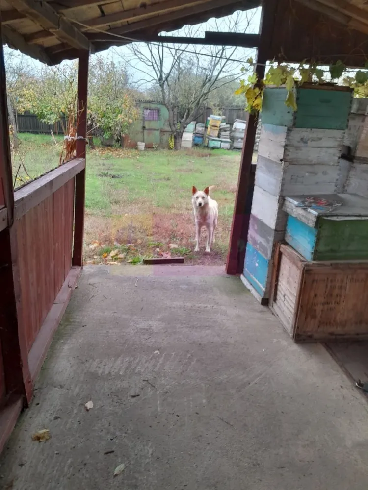 ISLAZ / IF - CASA P+1 (7 CAM) DE VANZARE