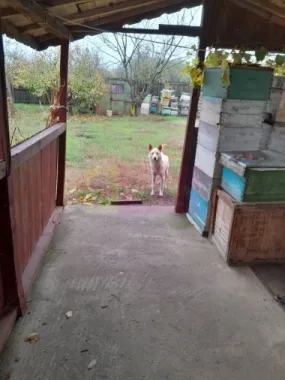 ISLAZ / IF - CASA P+1 (7 CAM) DE VANZARE