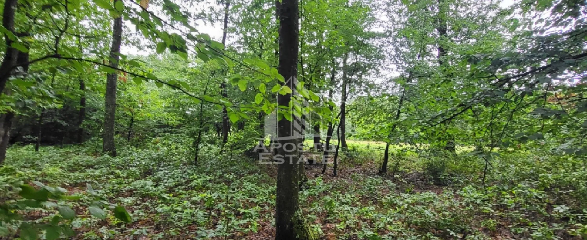 Teren mixt de 8.600 mp, ideal pentru investitie, Cuied - Apostu Estate va ofera spre vanzare ofera spre vanzare un teren generos, cu o suprafata totala de 8.600 mp, situat intr-o zona linistita si verde, la numai 45 km de Arad. Proprietatea are deschidere de 42 ml la drumul judetean DJ 792C, asigurand acces facil si rapid la infrastructura rutiera.

Terenul este impartit in doua parcele distincte, fiecare cu un potential deosebit:

Parcela 1: 3.300 mp teren impadurit, ideal pentru iubitorii de natura, plimbari sau amenajari rustice

Parcela 2: 5.300 mp teren arabil, perfect pentru gradini, livezi, activitati recreative sau dezvoltari personale

Aceasta combinatie unica de teren impadurit si arabil face ca proprietatea sa fie perfecta pentru construirea de cabane de vacanta, locuri de camping, activitati ecoturistice sau chiar un refugiu privat pentru familie si prieteni.

Amplasat intr-un cadru natural cu aer curat, biodiversitate bogata si liniste deplina, terenul ofera multiple posibilitati pentru relaxare, recreere si investitii durabile.
 Ofetra ID CP2553421