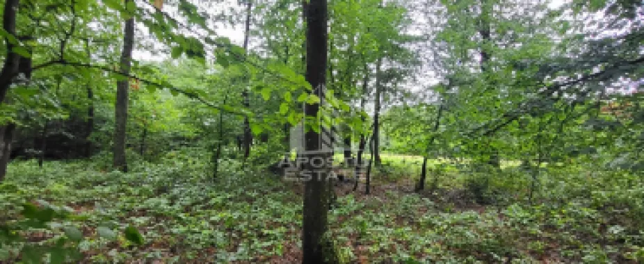 Teren mixt de 8.600 mp, ideal pentru investitie, Cuied