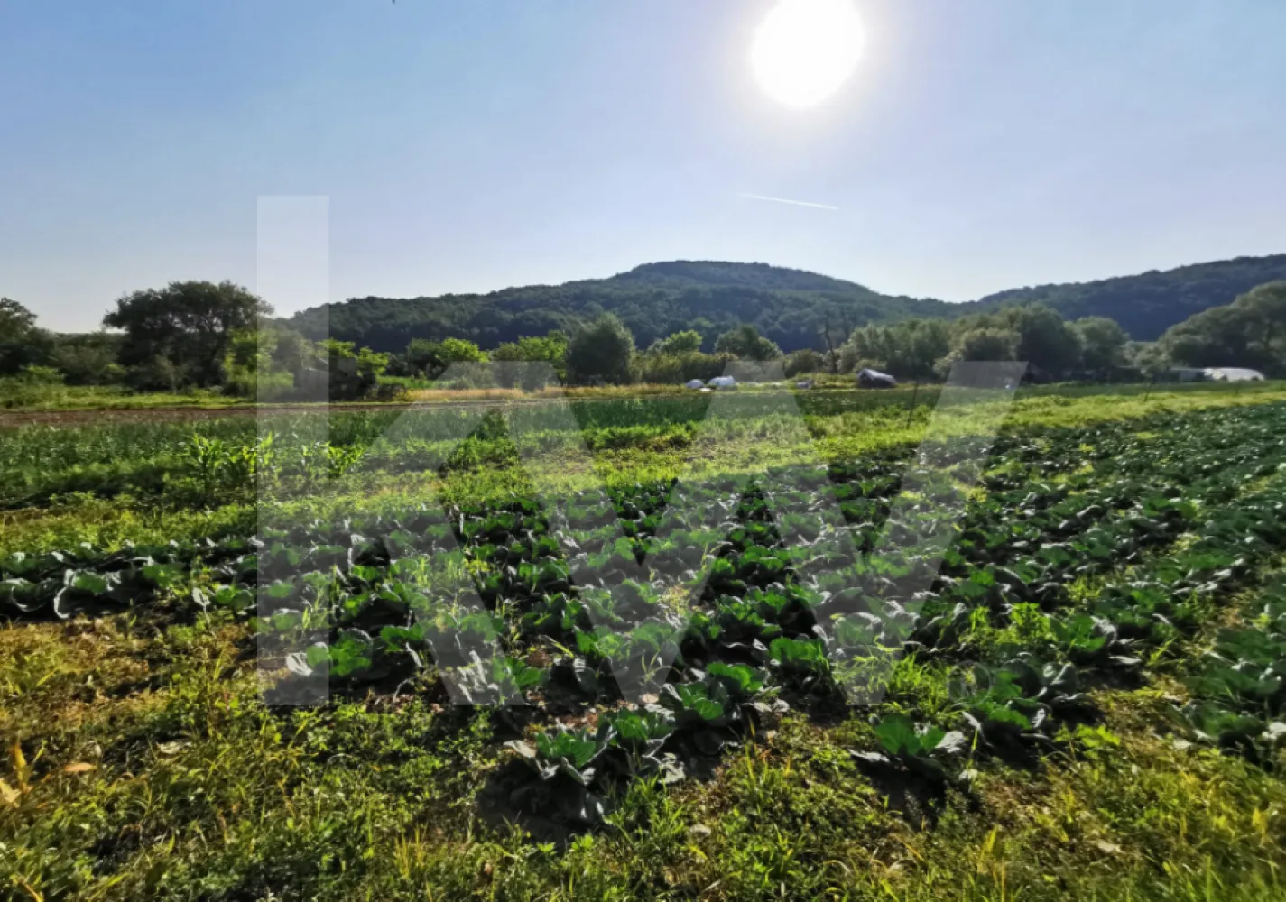 Teren extravilan 7500mp, cu acces la astfalt, zona Bungard - Va propunem spre vanzare, teren extravilan arabil in suprafata de 7.500 mp situat pe localitatea Selimbar, sat Mohu langa statia de Epurare Selimbar.
Terenul este compact, detine masuratoare Eterra, are acces direct din drumul judetean Bungard - Mohu, drum astfaltat pe un drum de pamant de exploatare si fiind marginit de raul Cibin, un alt teren agricol si drumul de acces.
Utilitatiile (curent+apa potabila) sunt la limita drumului judetean, putand fii trase direct pe teren la o distanta minima de 70-100 ml.
Terenul este ideal pentru activitati agricole, stuparit pastoral, exploatare balastiera, culturi piscicole, evenimente in aer liber si recreative,  etc.

Pentru informatii, detalii si vizionare nu ezitati sa ma contactati !