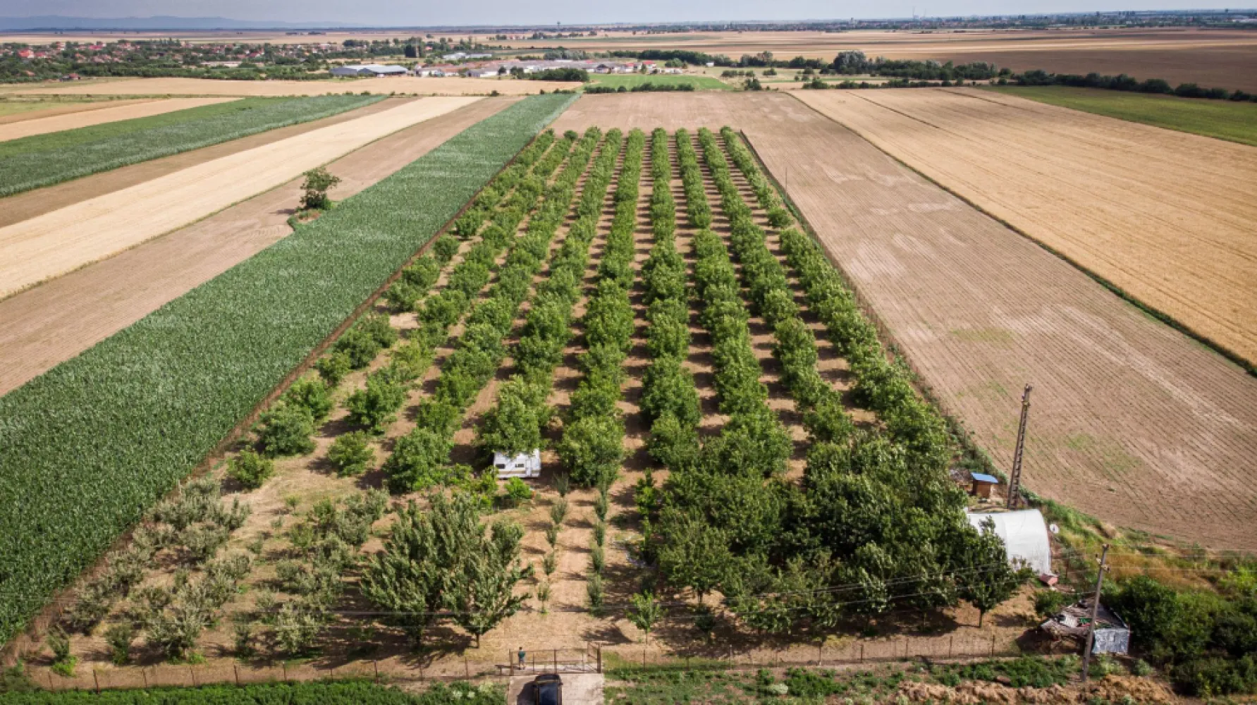 Livadă de nuci altoită și ecologică 2.5ha - PropertyLab vă propune spre achiziție 2.5 ha livadă altoită și ecologică de nuci pe rod cu următoarele caracteristici :
-livada a fost plantată în anul 2015 însumând peste 300 de nuci,
-soiuri Miroslava Pescianski și Cogâlniceanu cu schema 8/16 cu polenizator,
-nucii sunt plantați pe un teren îngrădit cu plasa de Buzău, cu curent electric cu apă, 3 fântâni forate, accesul este la șosea,
-livada mai are 50 de cireși, 50 de meri, peri, pruni și caiși, toți pomii fiind altoiți.

O livadă de nuci pe rod de 2.5 hectare este o proprietate impresionantă și poate fi o oportunitate excelentă pentru cultivatorii de nuci. Soiurile menționate, Miroslava Pescianski și Cogâlniceanu, sunt dintre soiurile cu potențialul cel mai mare de fructificare. 

Schema 8/16 se referă la distanța de plantare dintre arbori și rânduri. Aici, arborii de nuci sunt plantați la o distanță de 8 metri între ei în rând și la 16 metri între rânduri. Această schemă oferă arborilor spațiu suficient pentru a se dezvolta și pentru a primi cantitatea adecvată de lumină și nutrienți.

Faptul că livada este îngrădită cu plasă de Buzău indică o măsură de protecție împotriva animalelor sălbatice și a eventualelor daune cauzate culturilor. Prezența a trei fântâni forate și a accesului la șosea sunt avantaje adiționale, deoarece asigură un acces ușor la apă și transportul recoltelor.

Prezența altor specii de arbori fructiferi, cum ar fi cireșii, merii, perii, prunii și caișii, adaugă diversitate și posibilități suplimentare de venituri din livadă. Fiind altoiți, acești arbori fructiferi sunt selecționați pentru a produce soiuri superioare și potențial mai rezistente.

Pentru mai multe detalii, fotografii sau pentru a face o ofertă, nu ezitați să mă contactați.

Andreea Covaci - consultant imobiliar PropertyLab
Telefon: 0751479311

Cod proprietate 1727129