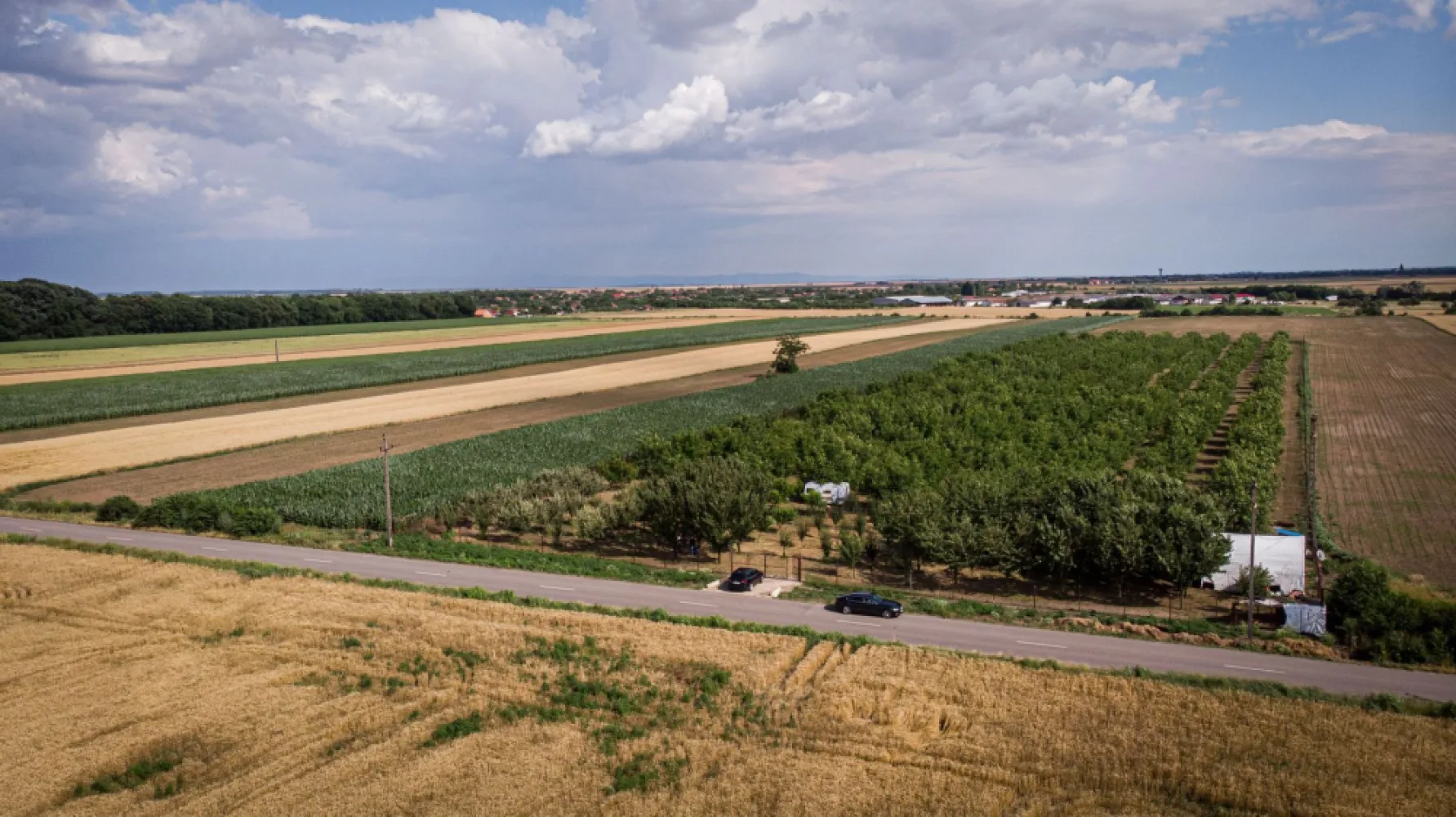 Livadă de nuci altoită și ecologică 2.5ha - PropertyLab vă propune spre achiziție 2.5 ha livadă altoită și ecologică de nuci pe rod cu următoarele caracteristici :
-livada a fost plantată în anul 2015 însumând peste 300 de nuci,
-soiuri Miroslava Pescianski și Cogâlniceanu cu schema 8/16 cu polenizator,
-nucii sunt plantați pe un teren îngrădit cu plasa de Buzău, cu curent electric cu apă, 3 fântâni forate, accesul este la șosea,
-livada mai are 50 de cireși, 50 de meri, peri, pruni și caiși, toți pomii fiind altoiți.

O livadă de nuci pe rod de 2.5 hectare este o proprietate impresionantă și poate fi o oportunitate excelentă pentru cultivatorii de nuci. Soiurile menționate, Miroslava Pescianski și Cogâlniceanu, sunt dintre soiurile cu potențialul cel mai mare de fructificare. 

Schema 8/16 se referă la distanța de plantare dintre arbori și rânduri. Aici, arborii de nuci sunt plantați la o distanță de 8 metri între ei în rând și la 16 metri între rânduri. Această schemă oferă arborilor spațiu suficient pentru a se dezvolta și pentru a primi cantitatea adecvată de lumină și nutrienți.

Faptul că livada este îngrădită cu plasă de Buzău indică o măsură de protecție împotriva animalelor sălbatice și a eventualelor daune cauzate culturilor. Prezența a trei fântâni forate și a accesului la șosea sunt avantaje adiționale, deoarece asigură un acces ușor la apă și transportul recoltelor.

Prezența altor specii de arbori fructiferi, cum ar fi cireșii, merii, perii, prunii și caișii, adaugă diversitate și posibilități suplimentare de venituri din livadă. Fiind altoiți, acești arbori fructiferi sunt selecționați pentru a produce soiuri superioare și potențial mai rezistente.

Pentru mai multe detalii, fotografii sau pentru a face o ofertă, nu ezitați să mă contactați.

Andreea Covaci - consultant imobiliar PropertyLab
Telefon: 0751479311

Cod proprietate 1727129