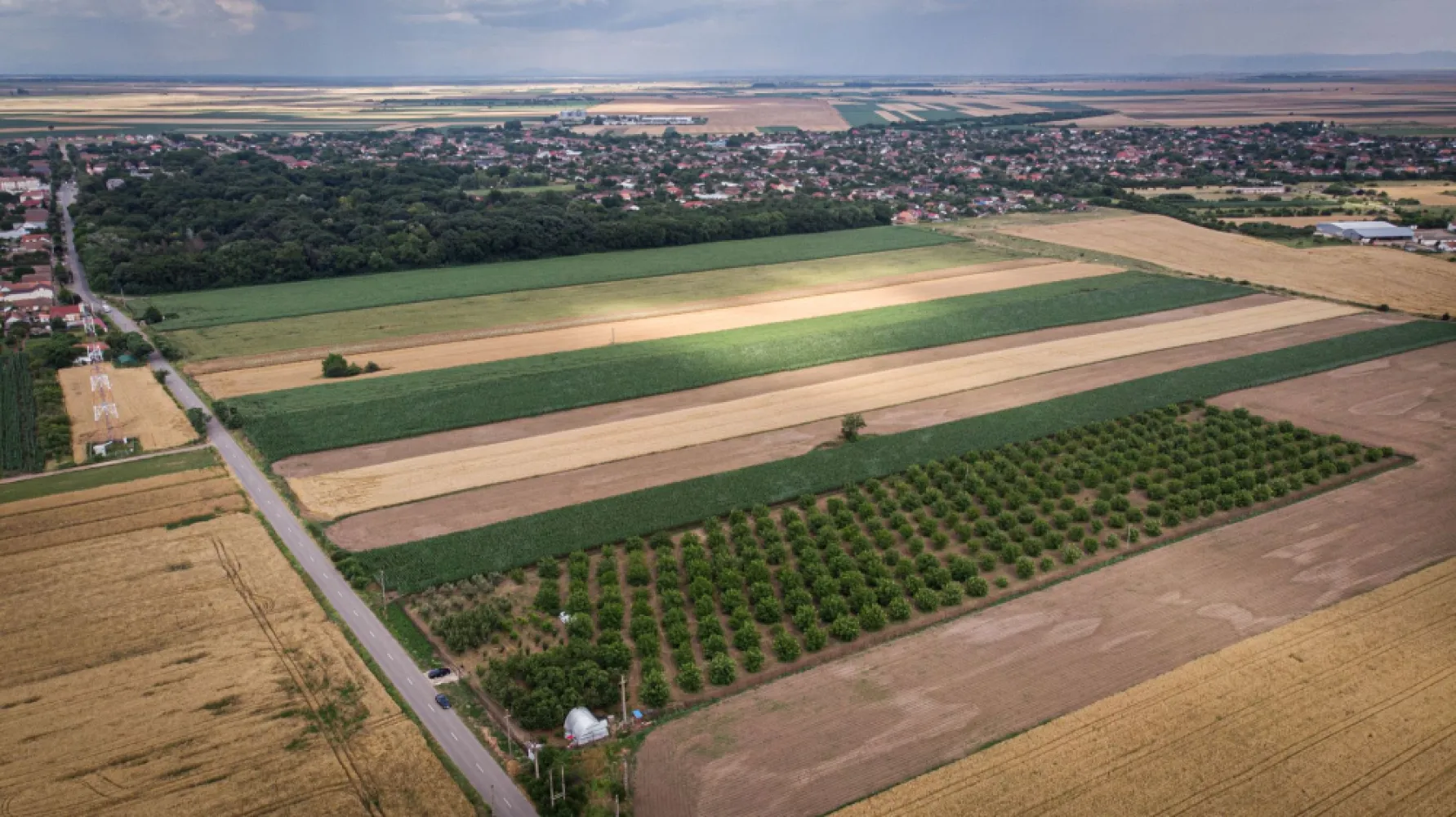 Livadă de nuci altoită și ecologică 2.5ha - PropertyLab vă propune spre achiziție 2.5 ha livadă altoită și ecologică de nuci pe rod cu următoarele caracteristici :
-livada a fost plantată în anul 2015 însumând peste 300 de nuci,
-soiuri Miroslava Pescianski și Cogâlniceanu cu schema 8/16 cu polenizator,
-nucii sunt plantați pe un teren îngrădit cu plasa de Buzău, cu curent electric cu apă, 3 fântâni forate, accesul este la șosea,
-livada mai are 50 de cireși, 50 de meri, peri, pruni și caiși, toți pomii fiind altoiți.

O livadă de nuci pe rod de 2.5 hectare este o proprietate impresionantă și poate fi o oportunitate excelentă pentru cultivatorii de nuci. Soiurile menționate, Miroslava Pescianski și Cogâlniceanu, sunt dintre soiurile cu potențialul cel mai mare de fructificare. 

Schema 8/16 se referă la distanța de plantare dintre arbori și rânduri. Aici, arborii de nuci sunt plantați la o distanță de 8 metri între ei în rând și la 16 metri între rânduri. Această schemă oferă arborilor spațiu suficient pentru a se dezvolta și pentru a primi cantitatea adecvată de lumină și nutrienți.

Faptul că livada este îngrădită cu plasă de Buzău indică o măsură de protecție împotriva animalelor sălbatice și a eventualelor daune cauzate culturilor. Prezența a trei fântâni forate și a accesului la șosea sunt avantaje adiționale, deoarece asigură un acces ușor la apă și transportul recoltelor.

Prezența altor specii de arbori fructiferi, cum ar fi cireșii, merii, perii, prunii și caișii, adaugă diversitate și posibilități suplimentare de venituri din livadă. Fiind altoiți, acești arbori fructiferi sunt selecționați pentru a produce soiuri superioare și potențial mai rezistente.

Pentru mai multe detalii, fotografii sau pentru a face o ofertă, nu ezitați să mă contactați.

Andreea Covaci - consultant imobiliar PropertyLab
Telefon: 0751479311

Cod proprietate 1727129