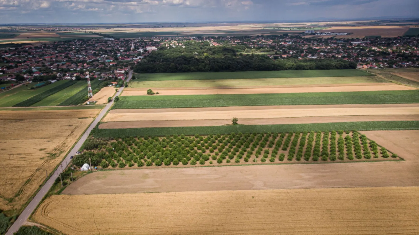 Livadă de nuci altoită și ecologică 2.5ha - PropertyLab vă propune spre achiziție 2.5 ha livadă altoită și ecologică de nuci pe rod cu următoarele caracteristici :
-livada a fost plantată în anul 2015 însumând peste 300 de nuci,
-soiuri Miroslava Pescianski și Cogâlniceanu cu schema 8/16 cu polenizator,
-nucii sunt plantați pe un teren îngrădit cu plasa de Buzău, cu curent electric cu apă, 3 fântâni forate, accesul este la șosea,
-livada mai are 50 de cireși, 50 de meri, peri, pruni și caiși, toți pomii fiind altoiți.

O livadă de nuci pe rod de 2.5 hectare este o proprietate impresionantă și poate fi o oportunitate excelentă pentru cultivatorii de nuci. Soiurile menționate, Miroslava Pescianski și Cogâlniceanu, sunt dintre soiurile cu potențialul cel mai mare de fructificare. 

Schema 8/16 se referă la distanța de plantare dintre arbori și rânduri. Aici, arborii de nuci sunt plantați la o distanță de 8 metri între ei în rând și la 16 metri între rânduri. Această schemă oferă arborilor spațiu suficient pentru a se dezvolta și pentru a primi cantitatea adecvată de lumină și nutrienți.

Faptul că livada este îngrădită cu plasă de Buzău indică o măsură de protecție împotriva animalelor sălbatice și a eventualelor daune cauzate culturilor. Prezența a trei fântâni forate și a accesului la șosea sunt avantaje adiționale, deoarece asigură un acces ușor la apă și transportul recoltelor.

Prezența altor specii de arbori fructiferi, cum ar fi cireșii, merii, perii, prunii și caișii, adaugă diversitate și posibilități suplimentare de venituri din livadă. Fiind altoiți, acești arbori fructiferi sunt selecționați pentru a produce soiuri superioare și potențial mai rezistente.

Pentru mai multe detalii, fotografii sau pentru a face o ofertă, nu ezitați să mă contactați.

Andreea Covaci - consultant imobiliar PropertyLab
Telefon: 0751479311

Cod proprietate 1727129