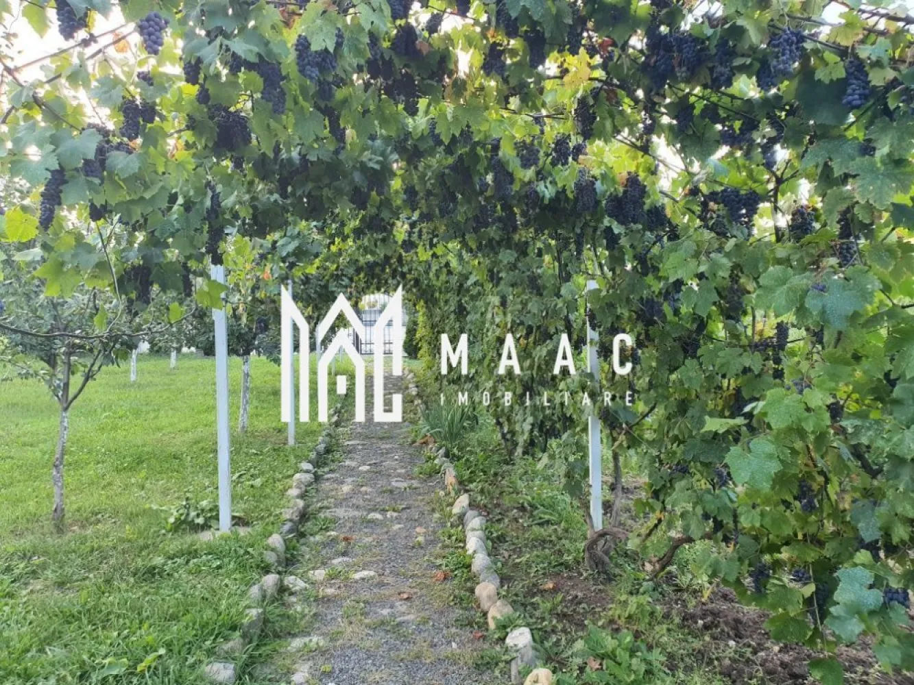Teren Intravilan | 634 MP | Livada | Cisnadie - MAAC Imobiliare vă propune spre vânzare un teren intravilan ideal pentru construcția unei case, situat în Cisnădie, într-una dintre cele mai apreciate și frumoase zone ale localității. Amplasarea într-un cadru liniștit, cu acces facil către punctele de interes, transformă această proprietate într-o alegere excelentă pentru dezvoltarea unei locuințe familiale, îmbinând avantajele vieții urbane cu proximitatea naturii.

Terenul este complet împrejmuit cu gard solid și dispune de poartă și portiță din fier forjat, oferind un plus de siguranță și intimitate. Proprietatea beneficiază de toate utilitățile la poartă, ceea ce facilitează demararea rapidă a construcției.

Utilități disponibile:
-Gaz
-Curent electric
-Apă și canalizare
-Fibră optică
-Iluminat stradal
-Drum asfaltat

Avantaje și dotări existente pe teren:
-Livadă cu aproximativ 35 de pomi fructiferi pe rod
-Cultură de căpșuni
-3 vițe de vie mature, cu producție generoasă (aproximativ 500 kg de struguri)
-Filigorie, ideală pentru relaxare
-Fântână de dimensiuni mari
-Toaletă
-Spațiu special amenajat pentru depozitarea lemnelor

Proprietatea oferă un cadru natural plăcut, cu multiple beneficii pentru un stil de viață sănătos și echilibrat, fiind potrivită atât pentru construcția unei case, cât și pentru valorificarea terenului existent.

Pentru mai multe detalii și programarea unei vizionări, precizați telefonic că ați văzut anunțul cu CP2855559