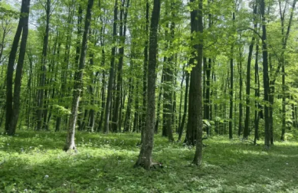 🌲 Teren 7.100 mp cu pădure proprie – Bârnova, lângă Iași