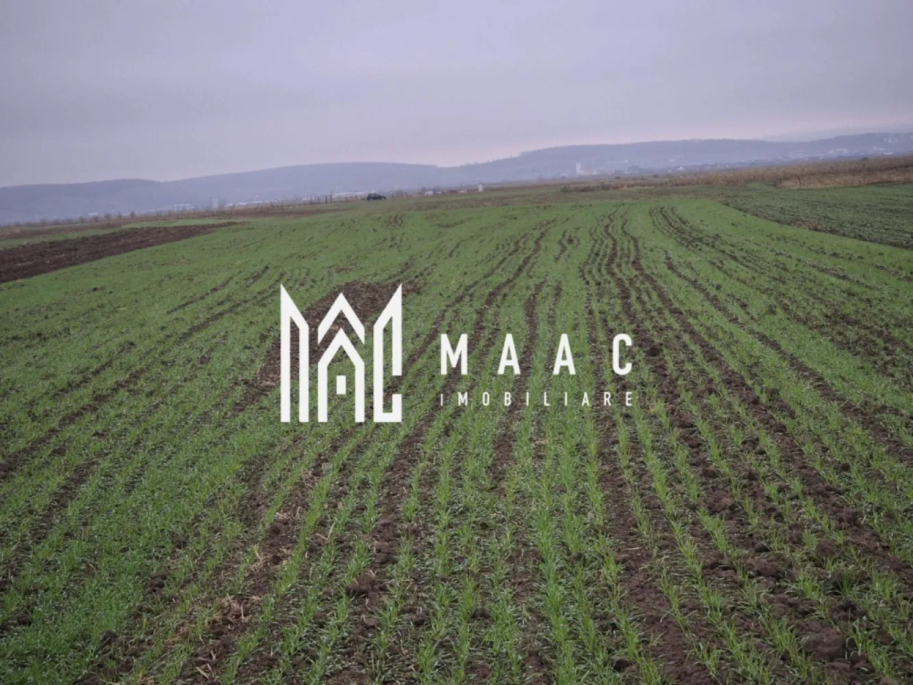 Teren extravilan | Gura raului | 2250 MP - MAAC Imobiliare vă prezintă spre vânzare un teren extravilan amplasat în pitoreasca localitate Gura Râului, o zonă apreciată pentru liniște, natură și proximitatea față de principalele puncte turistice din Mărginimea Sibiului. Proprietatea dispune de o suprafață totală de 2.250 mp, oferind un cadru ideal pentru activități agricole, recreative sau ca investiție sigură pe termen lung. Caracteristici teren: suprafață totală: 2.250 mp, formă regulată, ușor de parcelat sau de utilizat pentru diverse activități Utilități în zonă: curent electric: în apropiere, apă: prin rețea în localitate, gaz / canalizare: nu sunt disponibile momentan în extravilan. Avantaje ale proprietății: Poziționare într-o zonă liniștită, cu peisaje deosebite, perfectă pentru activități agricole, ferme mici, stupină sau recreere Teren ideal ca investiție, într-o comună turistică aflată în dezvoltare. Oportunitate excelentă pentru cei care caută terenuri în zone naturale, neaglomerate. Terenul este situat la o distanță de aproximativ 700 de metri față de drumul principal, oferind un echilibru ideal între accesibilitate și liniște. Puncte de interes apropiate: Barajul și lacul de acumulare Gura Râului, trasee spre Munții Cindrel, stațiunea Păltiniș, localitățile Rășinari, Orlat, Sibiel, Sibiu – la distanță rezonabilă Pentru mai multe detalii si programarea unei vizionari va invitam să contactati Maac imobiliare, specificand: CP2815609