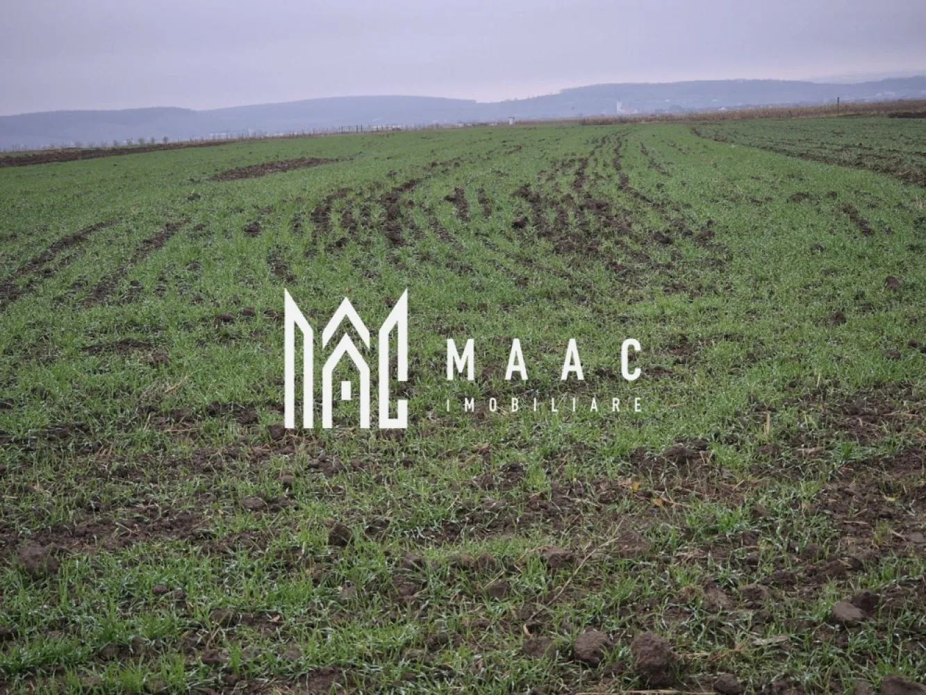 Teren extravilan | Gura raului | 2250 MP - MAAC Imobiliare vă prezintă spre vânzare un teren extravilan amplasat în pitoreasca localitate Gura Râului, o zonă apreciată pentru liniște, natură și proximitatea față de principalele puncte turistice din Mărginimea Sibiului. Proprietatea dispune de o suprafață totală de 2.250 mp, oferind un cadru ideal pentru activități agricole, recreative sau ca investiție sigură pe termen lung. Caracteristici teren: suprafață totală: 2.250 mp, formă regulată, ușor de parcelat sau de utilizat pentru diverse activități Utilități în zonă: curent electric: în apropiere, apă: prin rețea în localitate, gaz / canalizare: nu sunt disponibile momentan în extravilan. Avantaje ale proprietății: Poziționare într-o zonă liniștită, cu peisaje deosebite, perfectă pentru activități agricole, ferme mici, stupină sau recreere Teren ideal ca investiție, într-o comună turistică aflată în dezvoltare. Oportunitate excelentă pentru cei care caută terenuri în zone naturale, neaglomerate. Terenul este situat la o distanță de aproximativ 700 de metri față de drumul principal, oferind un echilibru ideal între accesibilitate și liniște. Puncte de interes apropiate: Barajul și lacul de acumulare Gura Râului, trasee spre Munții Cindrel, stațiunea Păltiniș, localitățile Rășinari, Orlat, Sibiel, Sibiu – la distanță rezonabilă Pentru mai multe detalii si programarea unei vizionari va invitam să contactati Maac imobiliare, specificand: CP2815609