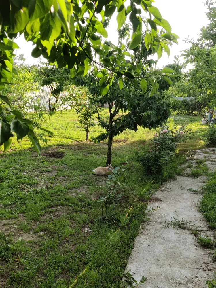 Descriere Super ofertă Doar luna iulie!!!  Casă 3 camere ,bucatarie + 1000 mp teren | Singureni Stejaru | 27 km de București Se vinde casă bătrâneasc