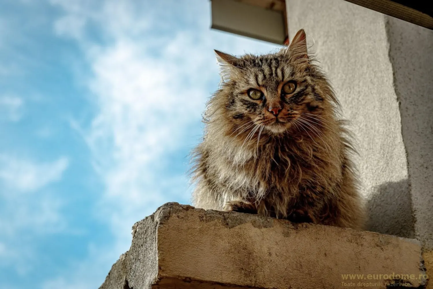 Casa noua, intrare Stupini