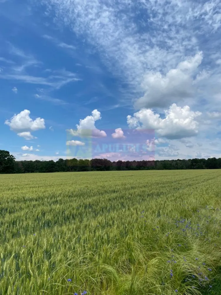 9,4 ha teren lângă DEx12 Pitești | 2,85 €/mp | loturi sau pachet - Teren agricol situat în Albota, in apropiere de Drumul Expres Craiova–Pitești (DEx12).
Proprietatea este formată din două terenuri extravilane cu cărți funciare separate. Se pot cumpăra individual sau împreună.
Suprafață totală disponibilă
94.227 mp (aprox. 9,4 ha)

Structura proprietății :

Teren 1
62.596 mp
Preț: 2,95 €/mp
Preț total: 184.650 €

Teren 2
31.631 mp
Preț: 3,10 €/mp
Preț total: 98.056 €

Achiziție pachet integral
94.227 mp
Preț: 2,85 €/mp
Preț total: 268.500 €

Date tehnice :

- teren extravilan
- categorie folosință: arabil
- acces din drum de exploatare
- cărți funciare individuale
- fără sarcini în cartea funciară

Localizare :

Proprietatea se află în zona agricolă a comunei Albota, cu acces rapid către Pitești și în imediata apropiere a Drumul Expres Craiova–Pitești (DEx12).
Ruta fizică de la DEx12 la terenuri e următoarea:DEx12 → Nod rutier Albota/Podu Broșteni → DN65 sau DN65A (drumuri naționale, acces garantat) → drum comunal sau DJ 703A prin zona Cerbu → drum de exploatare (De) pe latura estică → terenuri CF 5120 + CF 13199
Terenul beneficiază de acces garantat printr-un drum de exploatare agricolă aflat în proprietatea statului, marcat ca atare în planul cadastral. Racordarea la Drumul Expres Craiova–Pitești (DEx12), în imediata vecinătate, este posibilă prin procedura legală CNAIR, la inițiativa cumpărătorului, în funcție de destinația aleasă.

Loturile de teren se pot vinde individual sau împreună.
Documentația cadastrală completă este disponibilă pentru verificare.
