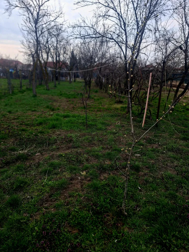 Oportunitate casă de vânzare Vladimirescu teren generos  1168 mp - Casă cu teren generos 1168 mp în Vladimirescu! Direct proprietarO proprietate, situată într-un cartier vechi și liniștit din Vladimirescu, ideală pentru cei care își doresc spațiu, intimitate și posibilitatea de a-și amenaja casa exact după propriul gust.Teren generos de 1168 mp – perfect pentru grădină, relaxare sau extindereSuprafață construită 140 mp utilă 100 mpCompartimentare practică:3 camere luminoasebucătăriebaiecămară de alimentebeciterasă acoperităConfort și utilități:toate utilitățile: curent, gaz, canalizarecentrală termică + caloriferegeamuri termopanparchetImportant: casa necesită renovare (acoperișul trebuie schimbat), oferindposibilitatea de personalizare după preferințe.Situată intr-o zonă liniștită, casa beneficiază de acces rapid la transport public, în apropiere se află grădinițe, magazine și parcuri pentru copii!Nu rata ocazia de a viziona această proprietate!Preț: 115000 € (negociabil) telefon 0741187123Direct proprietar – fără comision