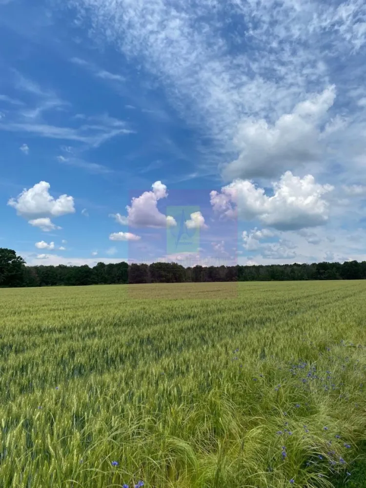 9,4 ha teren lângă DEx12 Pitești | 2,85 €/mp | loturi sau pachet - Teren agricol situat în Albota, in apropiere de Drumul Expres Craiova–Pitești (DEx12).
Proprietatea este formată din două terenuri extravilane cu cărți funciare separate. Se pot cumpăra individual sau împreună.
Suprafață totală disponibilă
94.227 mp (aprox. 9,4 ha)

Structura proprietății :

Teren 1
62.596 mp
Preț: 2,95 €/mp
Preț total: 184.650 €

Teren 2
31.631 mp
Preț: 3,10 €/mp
Preț total: 98.056 €

Achiziție pachet integral
94.227 mp
Preț: 2,85 €/mp
Preț total: 268.500 €

Date tehnice :

- teren extravilan
- categorie folosință: arabil
- acces din drum de exploatare
- cărți funciare individuale
- fără sarcini în cartea funciară

Localizare :

Proprietatea se află în zona agricolă a comunei Albota, cu acces rapid către Pitești și în imediata apropiere a Drumul Expres Craiova–Pitești (DEx12).
Ruta fizică de la DEx12 la terenuri e următoarea:DEx12 → Nod rutier Albota/Podu Broșteni → DN65 sau DN65A (drumuri naționale, acces garantat) → drum comunal sau DJ 703A prin zona Cerbu → drum de exploatare (De) pe latura estică → terenuri CF 5120 + CF 13199
Terenul beneficiază de acces garantat printr-un drum de exploatare agricolă aflat în proprietatea statului, marcat ca atare în planul cadastral. Racordarea la Drumul Expres Craiova–Pitești (DEx12), în imediata vecinătate, este posibilă prin procedura legală CNAIR, la inițiativa cumpărătorului, în funcție de destinația aleasă.

Loturile de teren se pot vinde individual sau împreună.
Documentația cadastrală completă este disponibilă pentru verificare.