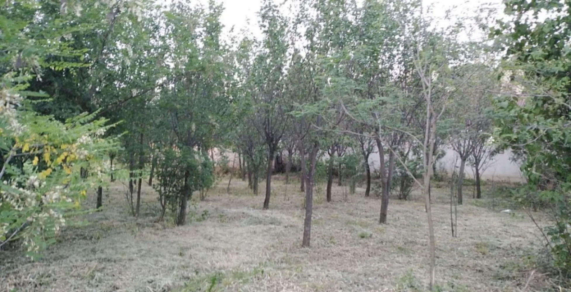 Ocazie unica 2case +1 loc casa/teren - Vând proprietate Chereușa Jud Satu mare la drumul principal cu 2 case + loc casa/ teren , Bucătărie de vara cu beci in subsol și gospodărie pentru animale . Ideal pentru o familie extinsă și / sau afacere !
Casa portocalie 2800mp
Casa- 2 camere, baie , Bucătărie + Bucătărie de vara , beci , gospodărie pentru animale 

Casa gri 1467 mp 

Casa 3 camere locuibil și/ sau amenajat pentru spațiu comercial 
Loc casa teren 1400 mp 
Total 5667 mp 

REȚEA DE GAZ LA STRADĂ !!!!
Preț 39.900 euro !!!
Pentru mai multe informații va rugam se ne contactați prin WhatsApp 001-312-451-3724 Și telefon mobil : 0 ************21 Nicu 
0 **********98 Giorgi